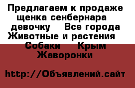 Предлагаем к продаже щенка сенбернара - девочку. - Все города Животные и растения » Собаки   . Крым,Жаворонки